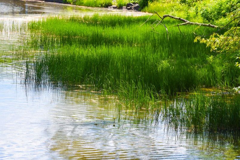 Best Bass Lures for Grassy Ponds 4 Top Baits for Your Local Pond